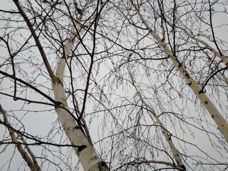 450x338  50 KB. Big one: 4048x3036  6120 KB