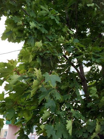 338x450  50 KB. Big one: 2448x3264  3210 KB