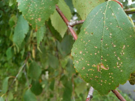 450x338  53 KB. Big one: 3264x2448  2701 KB