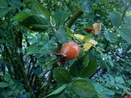 450x338  54 KB. Big one: 3264x2448  3132 KB