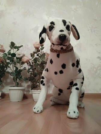 336x448  35 KB. Big one: 1944x2592  754 KB