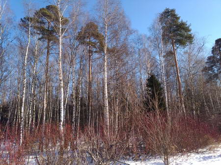 450x336  66 KB. Big one: 5488x4096  16462 KB