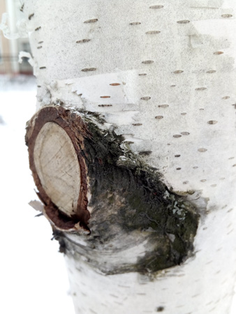 338x450  57 KB. Big one: 2448x3264  1979 KB