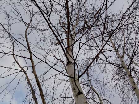 450x338  48 KB. Big one: 3264x2448  3233 KB