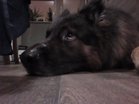 450x338  41 KB. Big one: 1600x1200  501 KB