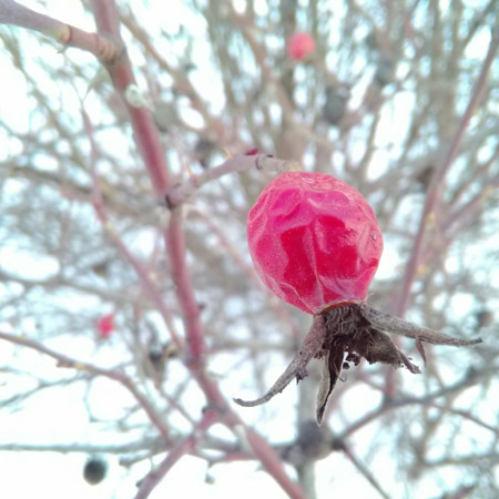 450x450  58 KB. Big one: 1944x1944  981 KB