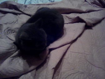 337x253  84 KB. Big one: 3264x2448  2438 KB