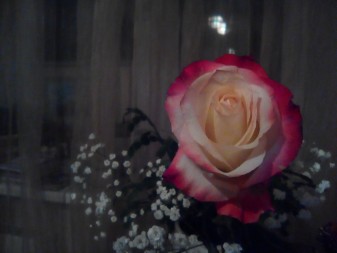 337x253  79 KB. Big one: 3264x2448  2312 KB