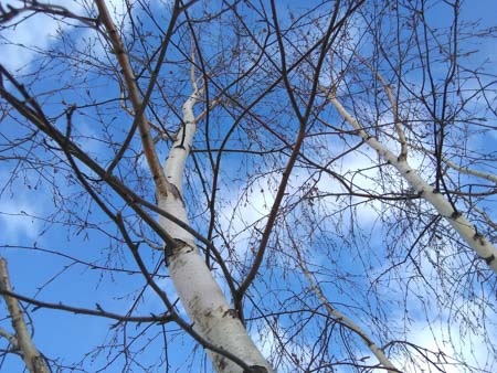 450x338  53 KB. Big one: 3264x2448  4381 KB