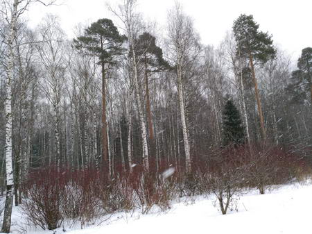 450x337  61 KB. Big one: 5488x4112  12007 KB