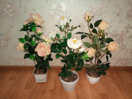 448x336  74 KB. Big one: 4160x3120  4491 KB