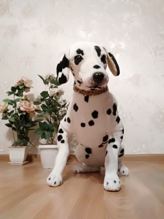 336x448  34 KB. Big one: 1944x2592  513 KB