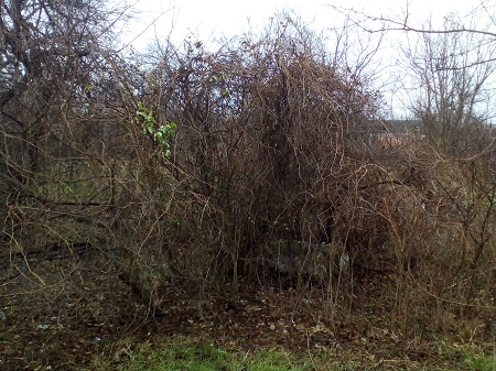 450x337  159 KB. Big one: 2560x1920  2240 KB