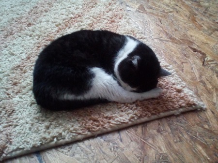 450x337  130 KB. Big one: 2560x1920  1310 KB