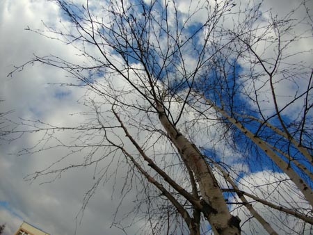 450x338  50 KB. Big one: 3264x2448  3746 KB