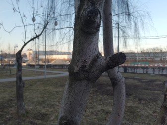 337x253  44 KB. Big one: 4000x3000  3195 KB