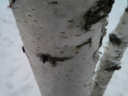 450x338  46 KB. Big one: 3264x2448  1485 KB