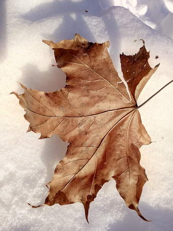 338x450  41 KB. Big one: 2448x3264  3842 KB