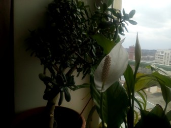 337x253  84 KB. Big one: 3264x2448  1524 KB