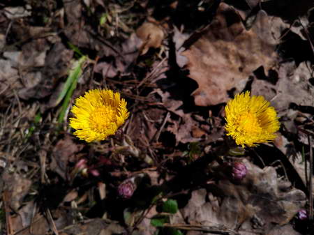 450x337  60 KB. Big one: 3928x2944  3288 KB