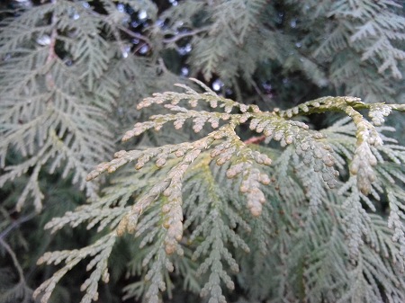 450x337  67 KB. Big one: 3264x2448  2630 KB