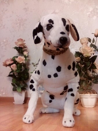 338x450  54 KB. Big one: 2448x3264  2060 KB