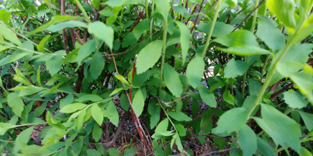 450x225  57 KB. Big one: 4160x2080  2920 KB