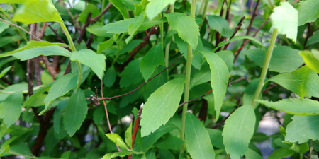 450x225  60 KB. Big one: 4160x2080  3781 KB