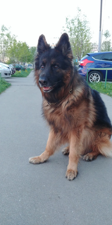 225x450  60 KB. Big one: 2080x4160  3799 KB