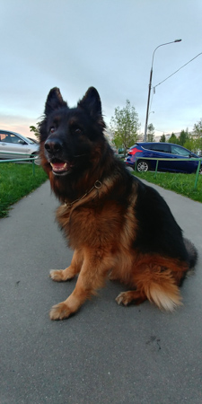 225x450  55 KB. Big one: 2080x4160  2187 KB