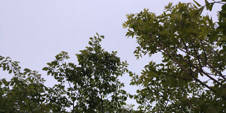 450x225  53 KB. Big one: 4160x2080  3894 KB