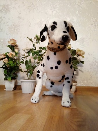 338x450  57 KB. Big one: 1920x2560  1168 KB