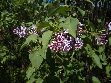 450x337  66 KB. Big one: 4608x3456  5088 KB