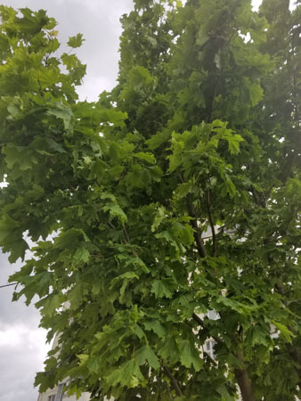 338x450  53 KB. Big one: 3024x4032  4888 KB