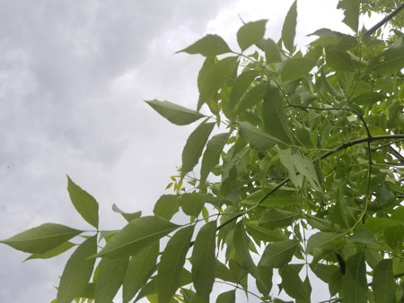 450x338  48 KB. Big one: 4032x3024  2949 KB