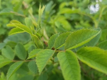 450x338  49 KB. Big one: 4032x3024  3193 KB