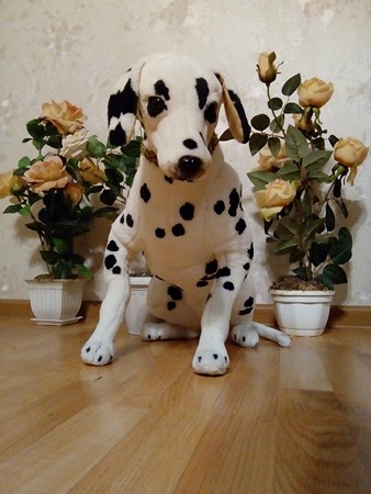 338x450  45 KB. Big one: 1920x2560  1532 KB