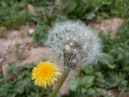 450x337  50 KB. Big one: 3264x2448  2873 KB