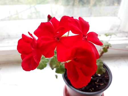 450x337  33 KB. Big one: 4608x3456  2188 KB