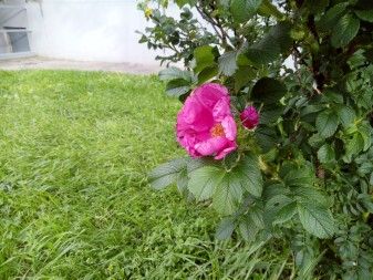 337x253 39 KB. Big one: 4608x3456 2580 KB 337x253 39 KB. Big one: 4608x3456 2580 KB