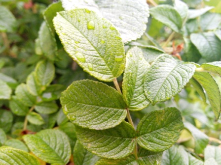 448x336  76 KB. Big one: 4160x3120  6132 KB