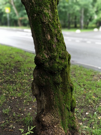 337x450  71 KB. Big one: 3456x4608  3459 KB