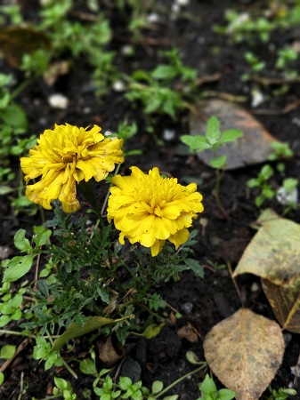 337x450  64 KB. Big one: 3456x4608  2660 KB