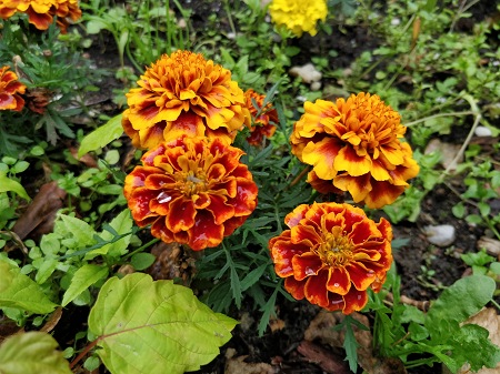 450x337  91 KB. Big one: 4608x3456  4354 KB