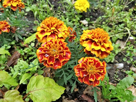 450x337  97 KB. Big one: 4608x3456  4384 KB