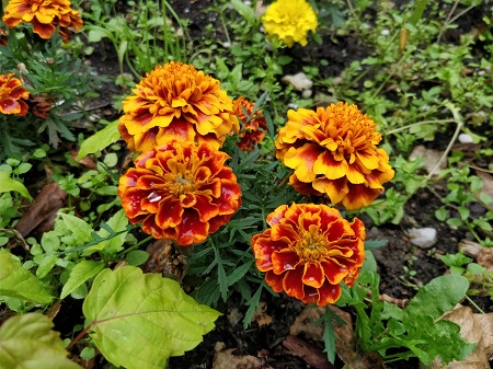 450x337  94 KB. Big one: 4608x3456  4226 KB