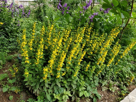 450x337  119 KB. Big one: 4608x3456  8270 KB