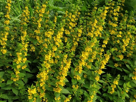 450x336  115 KB. Big one: 5184x3880  6718 KB