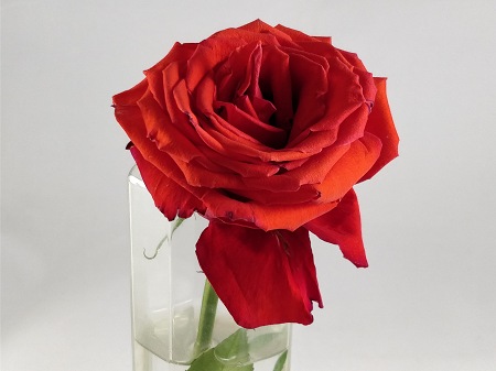 450x337  34 KB. Big one: 4608x3456  3189 KB