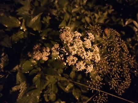 450x337  61 KB. Big one: 4608x3456  4156 KB